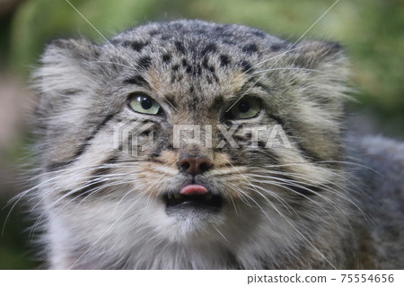 Manulneko Manulneko 75554656