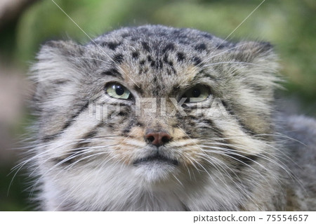 Manulneko Manulneko 75554657