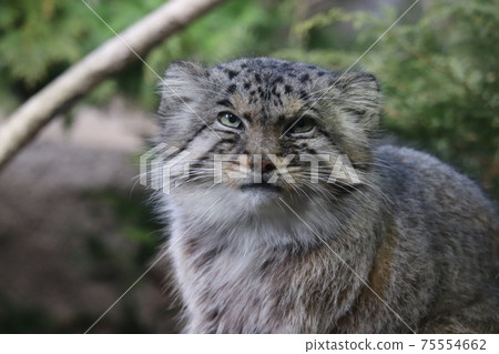 Manulneko Manulneko 75554662