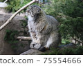 Manulneko 75554666