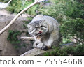 Manulneko 75554668