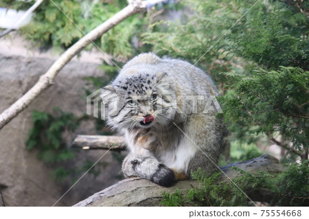 Manulneko Manulneko 75554668