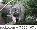 Manulneko 75554671