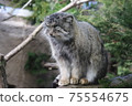 Manulneko 75554675