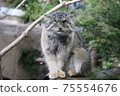 Manulneko 75554676