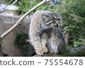 Manulneko 75554678