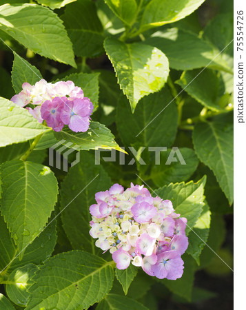 Hydrangea blooming in Shitennoji Hydrangea blooming in Shitennoji 75554726