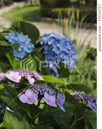 在四天王寺裡盛開的繡球 在四天王寺裡盛開的繡球 75554727