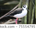 Black-winged stilt 75554795
