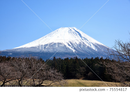 Asagiri Plateau at the foot of Mt. Fuji Asagiri Plateau at the foot of Mt. Fuji 75554817
