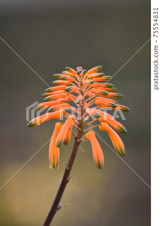 Meyrin西錦花 75554831