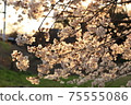 Yoshino cherry tree in full bloom dyed in the setting sun 75555086