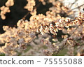 Yoshino cherry tree in full bloom dyed in the setting sun 75555088