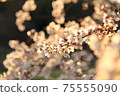 Yoshino cherry tree in full bloom dyed in the setting sun 75555090