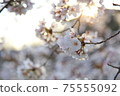 Yoshino cherry tree in full bloom in the setting sun 75555092