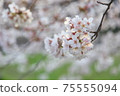 Yoshino cherry tree in full bloom in the setting sun 75555094