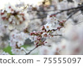 Yoshino cherry tree in full bloom in the setting sun 75555097