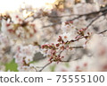 Yoshino cherry tree in full bloom dyed in the setting sun 75555100