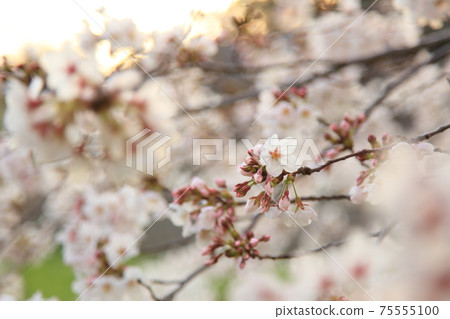 Yoshino cherry tree in full bloom dyed in the setting sun Yoshino cherry tree in full bloom dyed in the setting sun 75555100