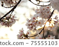 Yoshino cherry tree in full bloom dyed in the setting sun 75555103