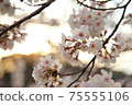 Yoshino cherry tree in full bloom dyed in the setting sun 75555106