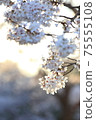 Yoshino cherry tree in full bloom shining in the setting sun 75555108