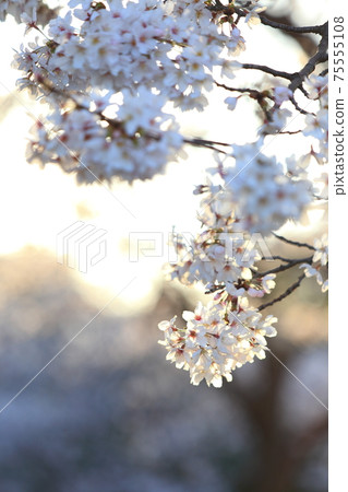 Yoshino cherry tree in full bloom shining in the setting sun Yoshino cherry tree in full bloom shining in the setting sun 75555108