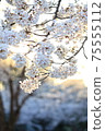 Yoshino cherry tree in full bloom shining in the setting sun 75555112