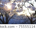 Yoshino cherry tree in full bloom shining in the setting sun 75555114