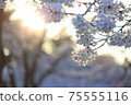 Yoshino cherry tree in full bloom shining in the setting sun 75555116