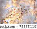 Yoshino cherry tree in full bloom dyed in the setting sun 75555119