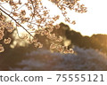 Yoshino cherry tree in full bloom dyed in the setting sun 75555121