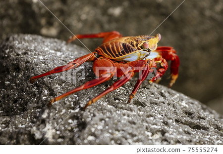 Sally Lightfoot Crab On Rock in Galapagos Islands Sally Lightfoot Crab On Rock in Galapagos Islands 75555274