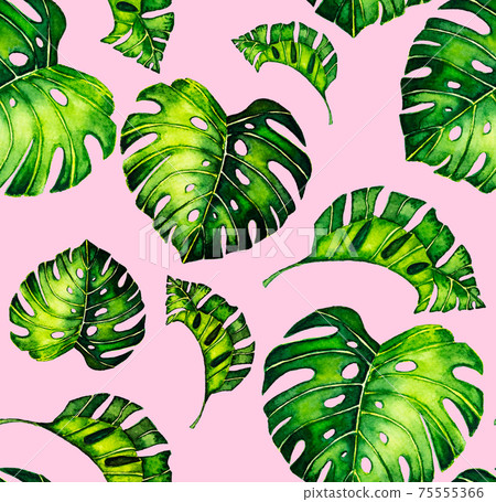 Seamless pattern of leaves monstera. Tropical leaves of palm tree.  background. 75555366