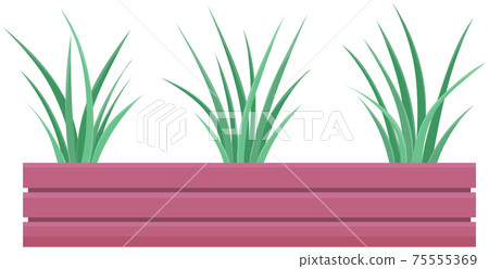 Decorative indoor evergreen plant in long narrow lilac pot for interior decoration isolated on white 75555369