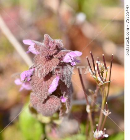 Early spring weeds close-up 75555447