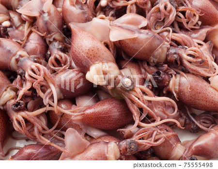 螢火蟲魷魚 螢火蟲魷魚 75555498