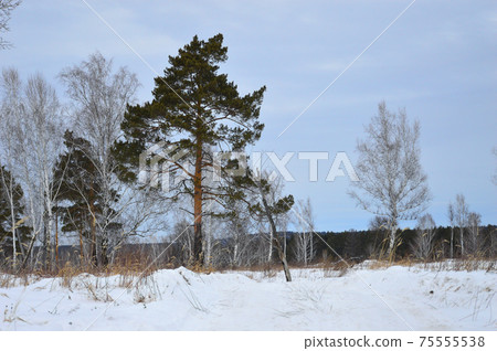 Winter landscape. A glade with pines and birches in a snowdrift. Dark mountains are visible on the horizon. It's a nasty day. Russia, Eastern Siberia 75555538
