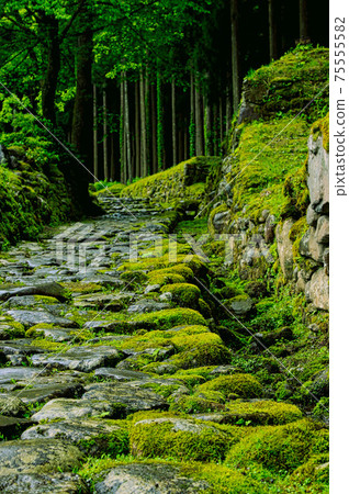 Hakusan Heisenji-Moss Temple 75555582