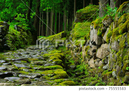 白山黑森寺摩斯寺 75555583