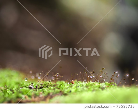 苔蘚和水滴，光和滴 75555733