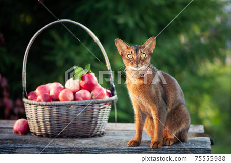 harvest of apples in a basket and a very beautiful Abyssinian cat. Cat looking at the camera 75555988