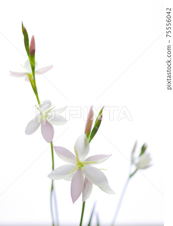 白色和粉紅色的花朵，Hesperanza 05 75556042