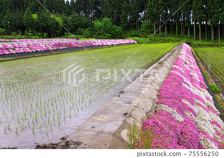 Echizen Katsuyama Castle / Echizen Daibutsu 75556250