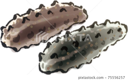 Fresh sea cucumber 5 75556257