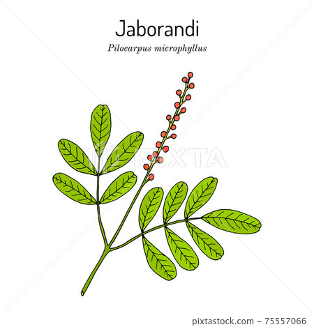 Maranham jaborandi, Pilocarpus microphyllus, medicinal plant 75557066