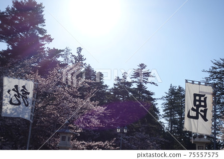 Sakura in full bloom Matsugasaki Park 75557575