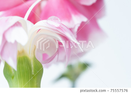 Beautiful petals reflected in water droplets with carnations and drops 75557576