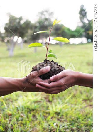 Two hands holding together young of a tree Two hands holding together young of a tree 75557738