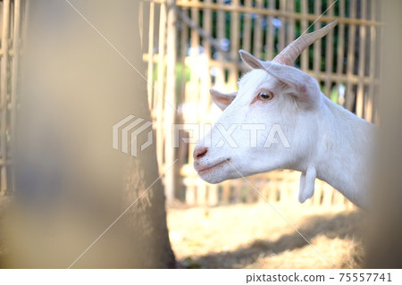 close up of white goat in the farm selective focus. close up of white goat in the farm selective focus. 75557741